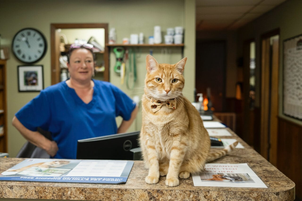 Cat Vet Exam Madison Ridgeland Animal Hospital