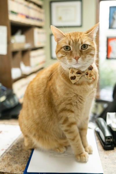 Cat Wearing Bowtie Madison Ridgeland Animal Hospital