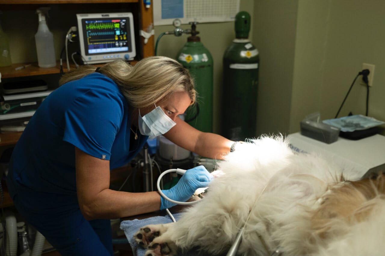 Diagnostic services madison ridgeland animal hospital