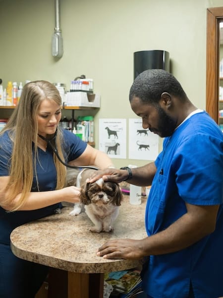 Dog Examination At Vet Clinic Madison Ridgeland Animal Hospital