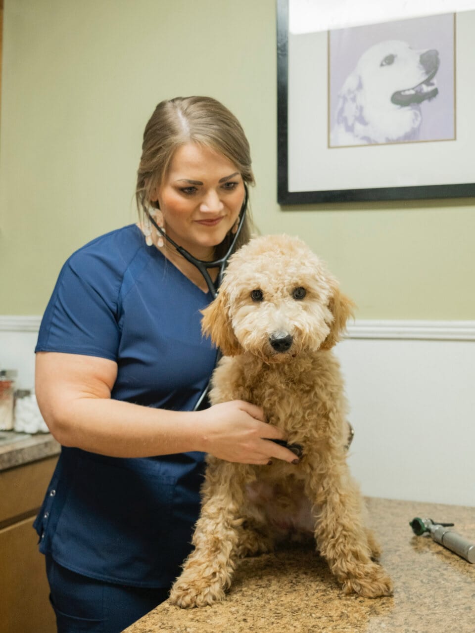Preventative vet care madison ridgeland animal hospital