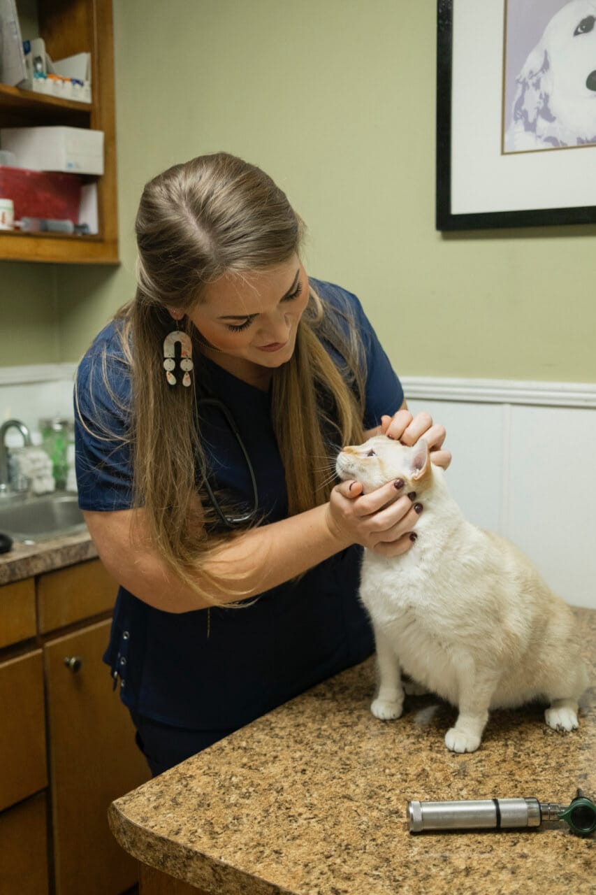 Preventative vet care and wellness checkup madison ridgeland animal hospital