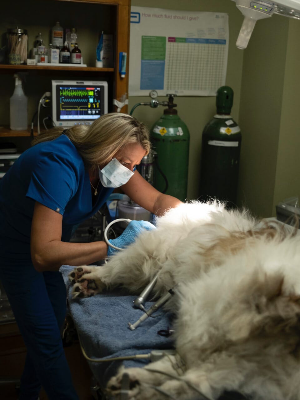 Vet Surgical Services Madison Ridgeland Animal Hosptial
