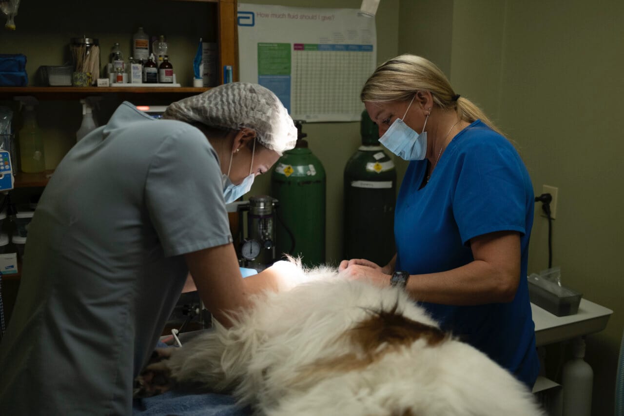 Veterinarian Surgical Services Madison Ridgeland Animal Hospital