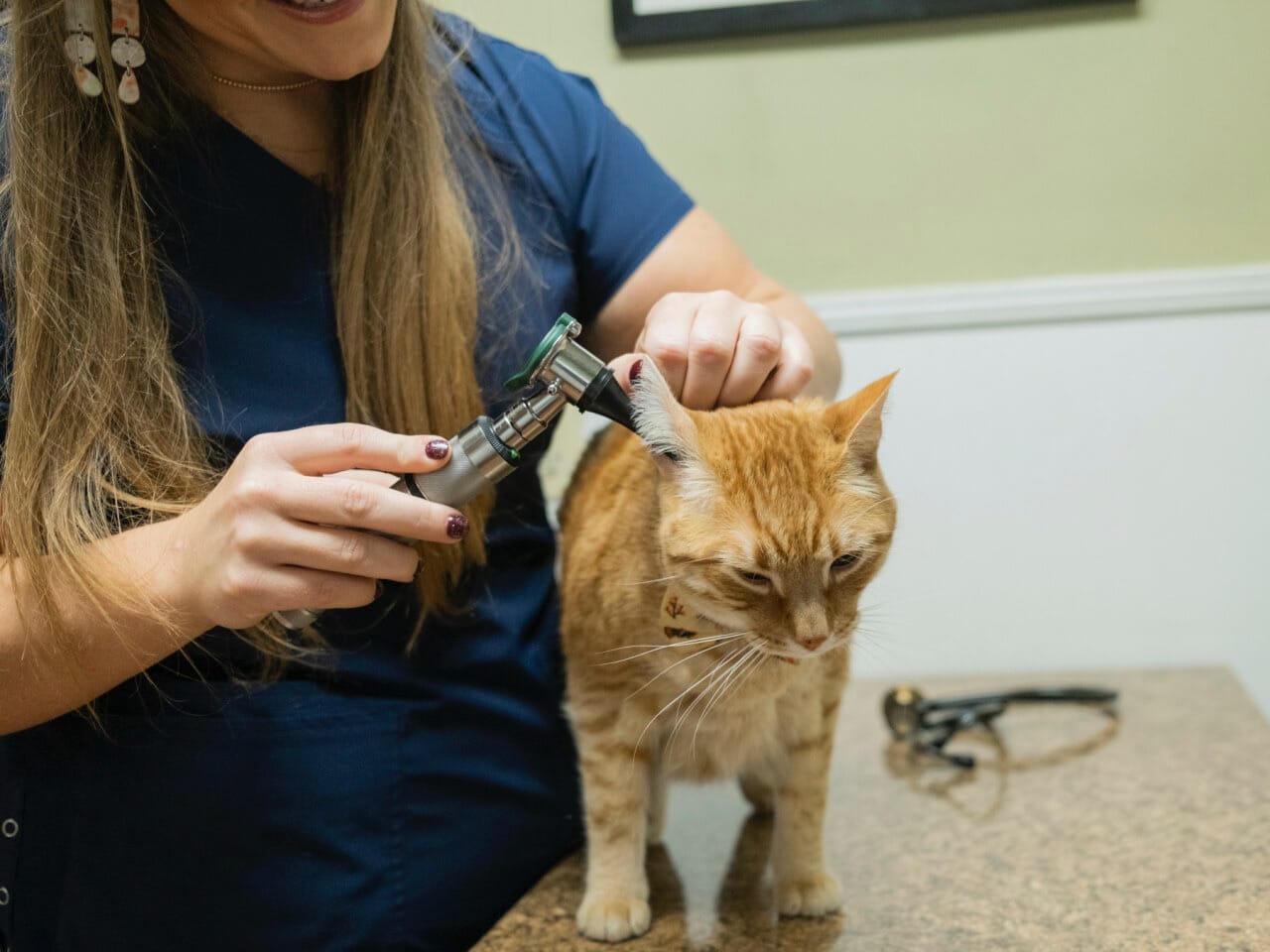 Veterinary preventative care and wellness exam madison ridgeland animal hospital