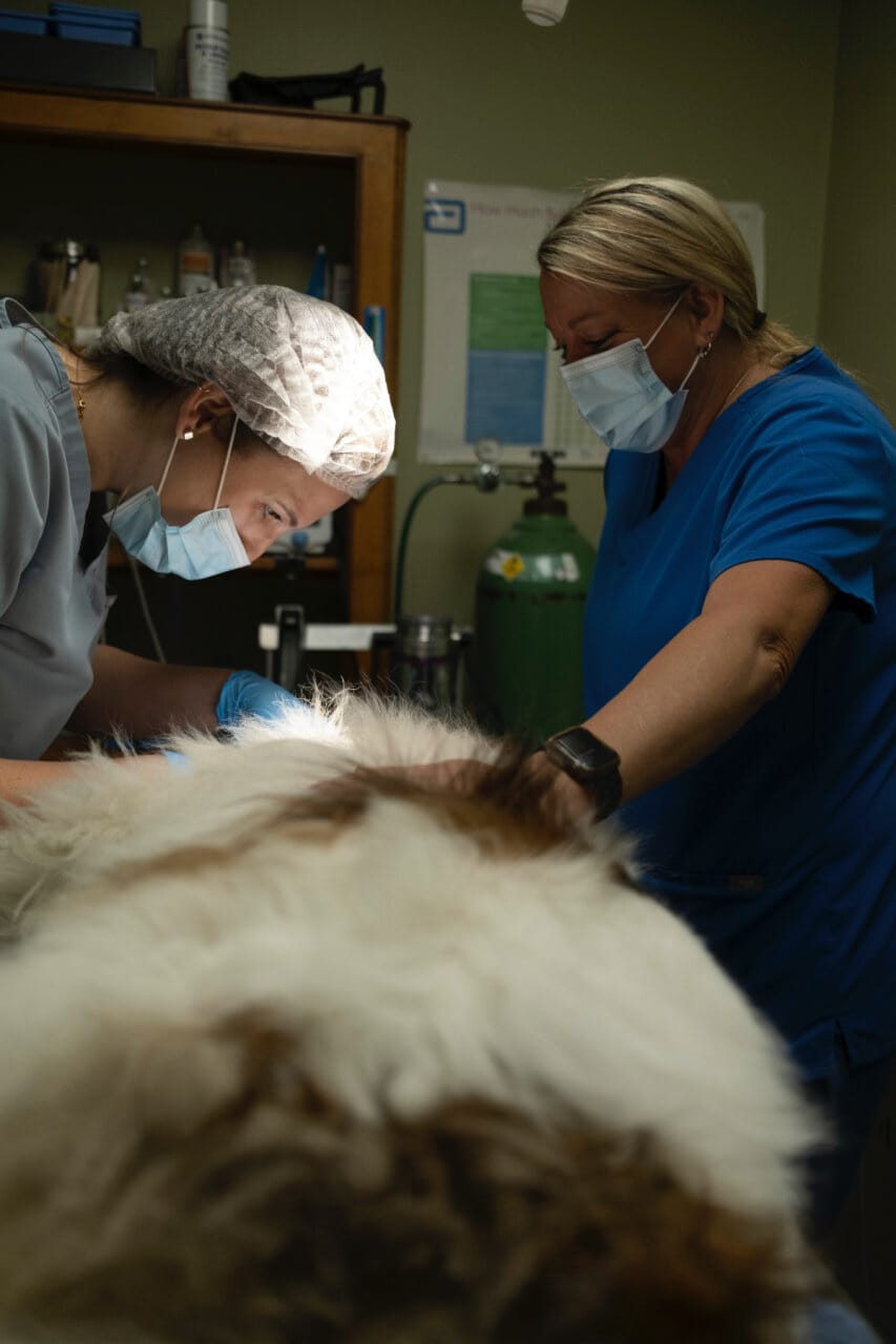 Veterinary Surgical Services Madison Ridgeland Animal Hosptial